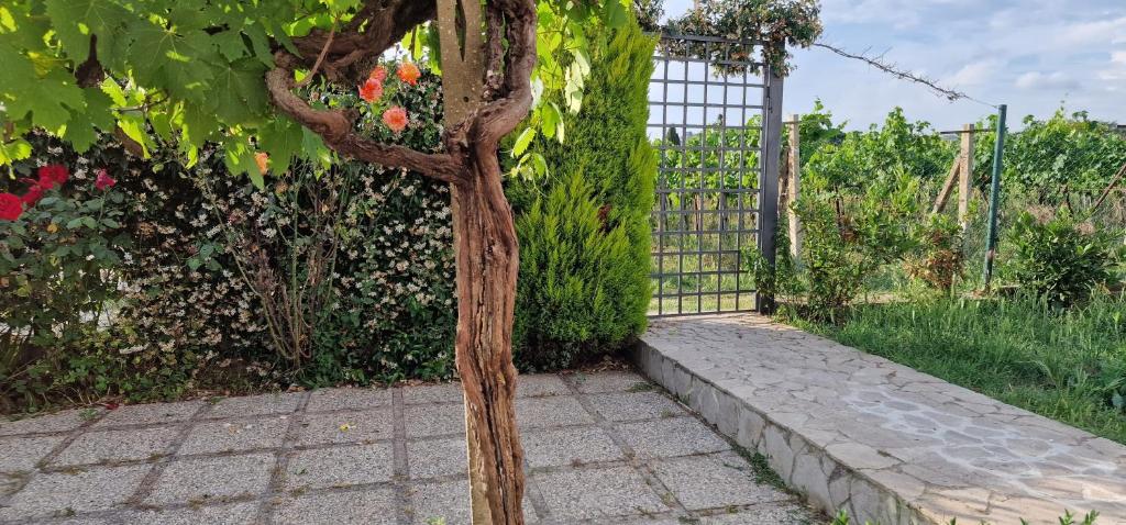 Zahrada ubytování Bella Vita Ariccia
