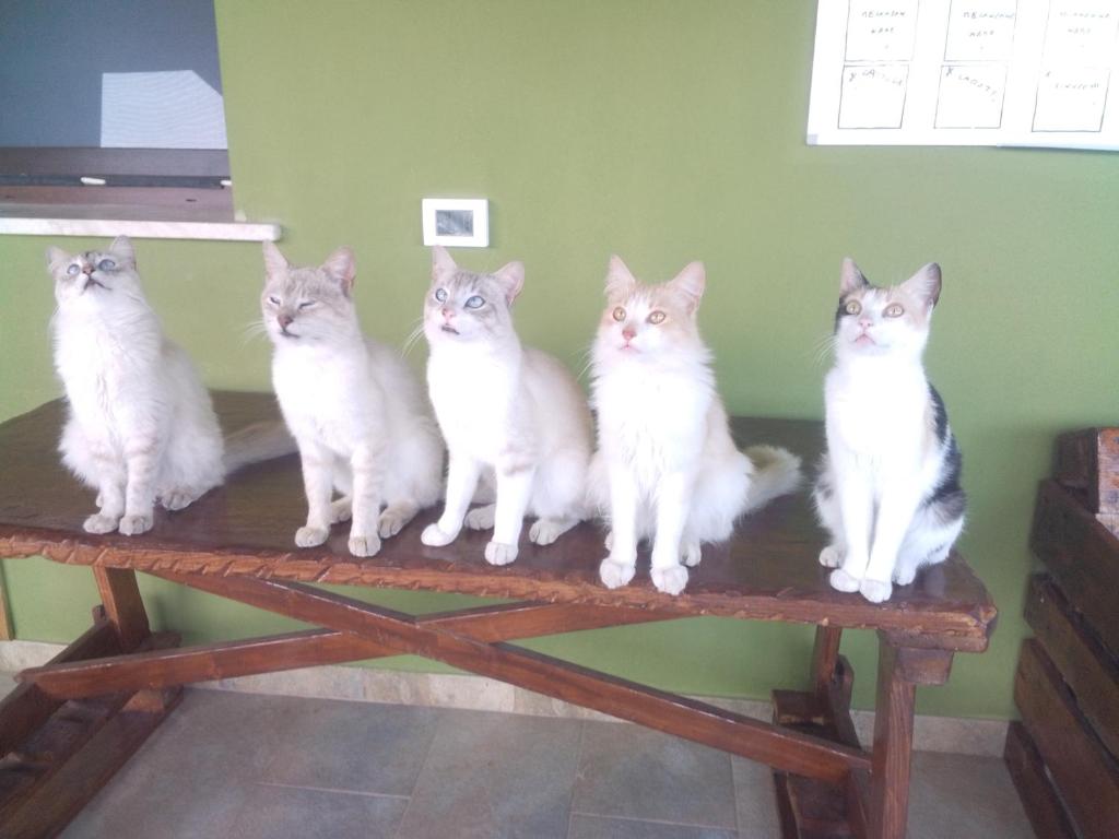 Ospiti di Podere Kiri Dome Experience con animali domestici