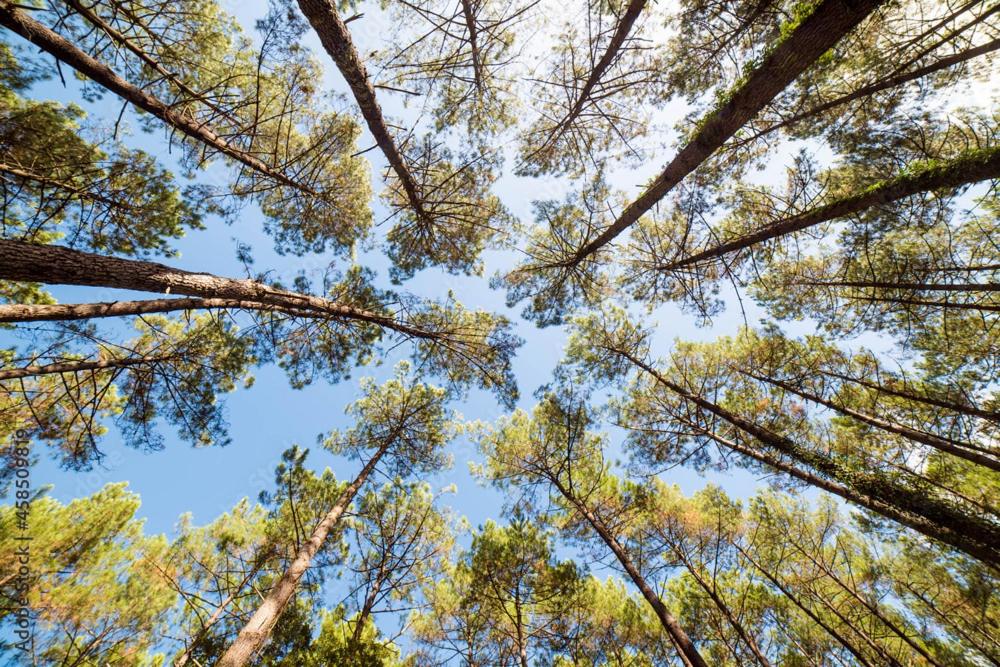 a view of the tops of trees in a forest at BISCADODO, joignable au zéro6trente53cinquante60 in Biscarrosse