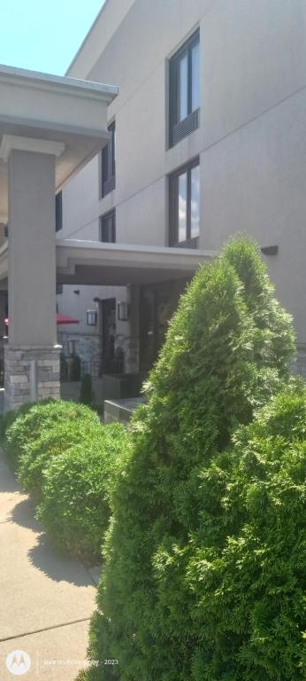 een rij struiken voor een gebouw bij O Daddys in Nashville