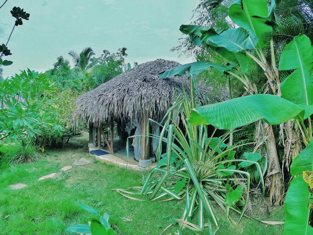 Zahrada ubytování Dream Glamping Jungle Bohio