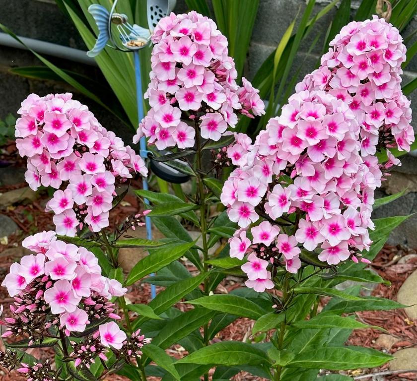 a group of pink flowers with a butterfly on them at NATION'S INN of Wake County - Raleigh Crabtree in Raleigh
