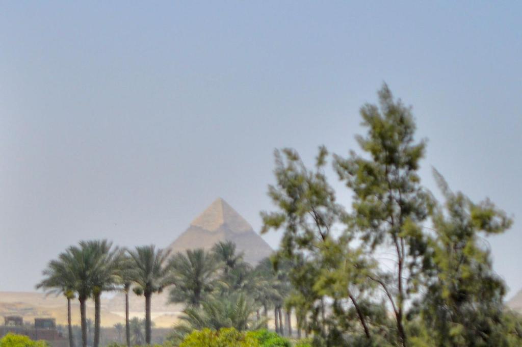 a view of the pyramids and palm trees at الهرم in Cairo