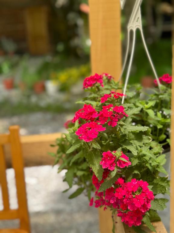 a bunch of red flowers in a hanging planter at Guest house Hyrmet Demushi in Valbonë