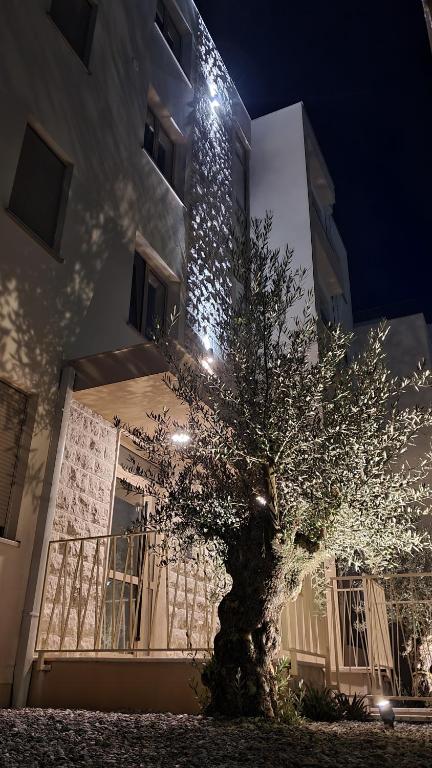 赫尔采格诺维Bella Vista Residence D7的夜晚在建筑物前的树