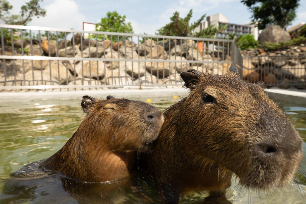 Altri animali domestici presso l'hotel o nei dintorni