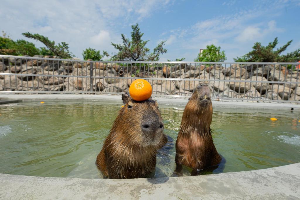 Altri animali domestici presso l'hotel o nei dintorni
