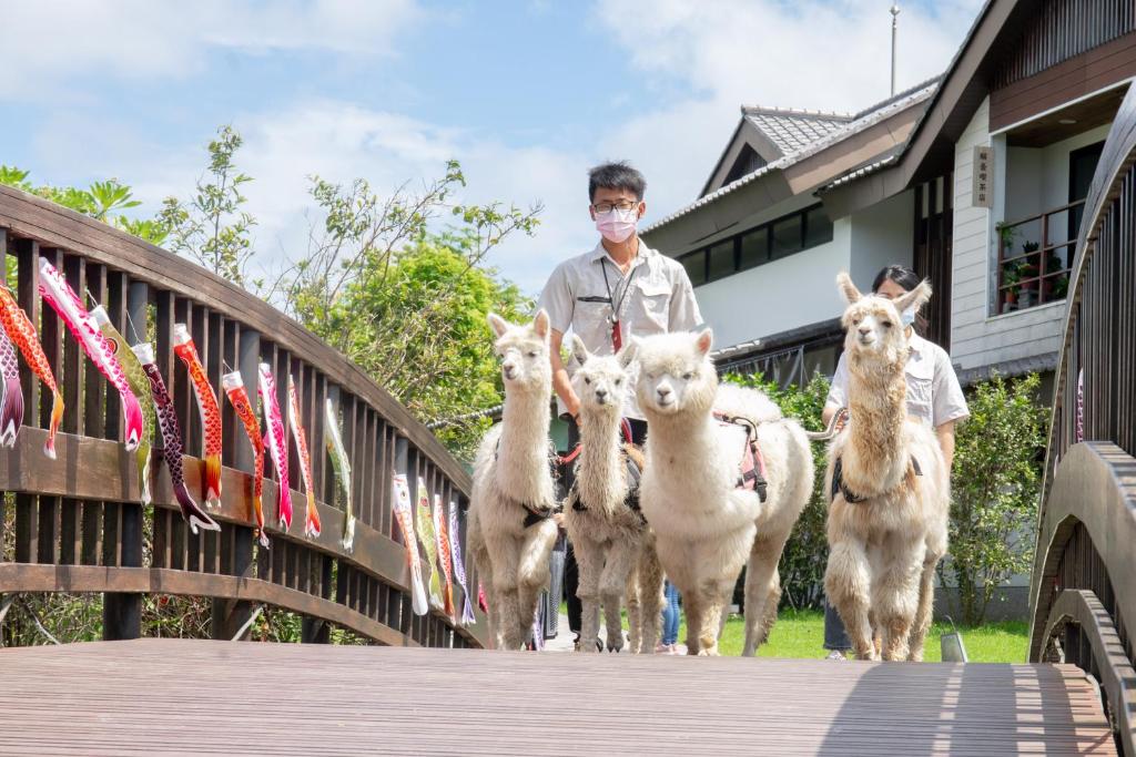 Altri animali domestici presso l'hotel o nei dintorni