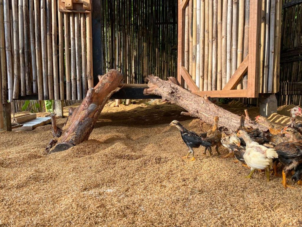 Tiere im Resort oder in der Nähe