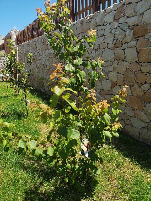 a plant in a yard next to a stone wall at Villa Azzurra in Lampedusa