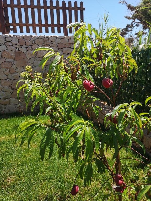 a tree with apples on it in a yard at Villa Azzurra in Lampedusa