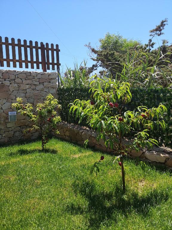 two small trees in the grass next to a fence at Villa Azzurra in Lampedusa