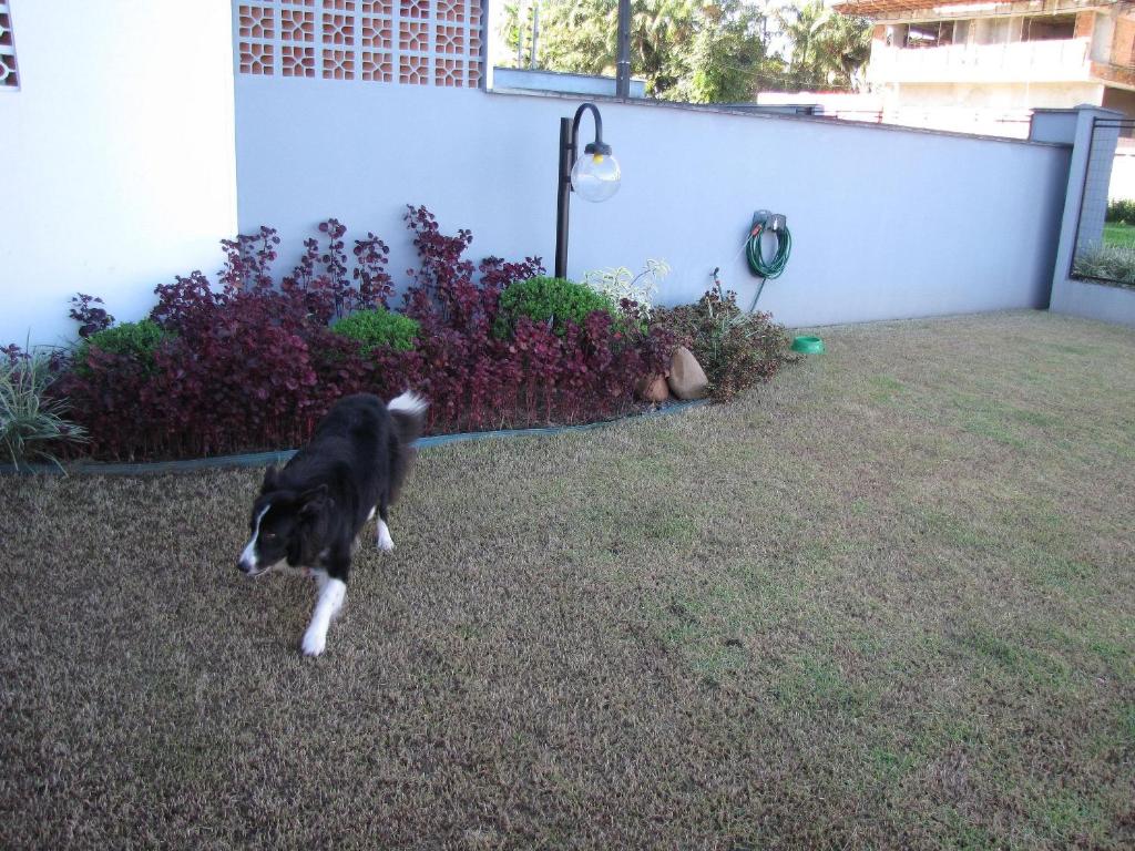 O animal ou animais de estimação com os hóspedes em RCM Vilas - Casa Confortável 02