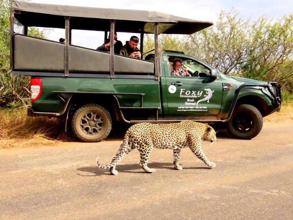 a leopard crossing the road in front of a jeep at Foxy Crocodile Bush Retreat & Kruger Safari's in Marloth Park