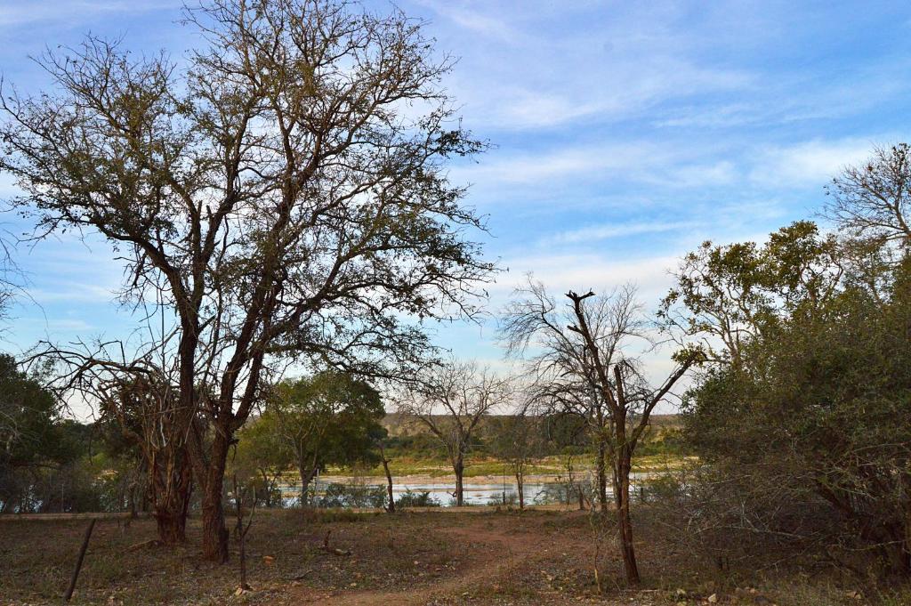un grupo de árboles frente a un cuerpo de agua en Foxy Crocodile Bush Retreat & Kruger Safari's, en Marloth Park