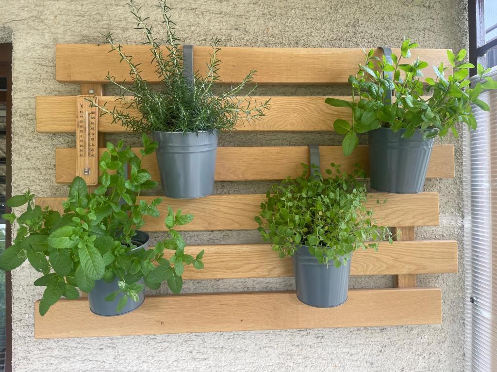 Zahrada ubytování Apartma Šohen