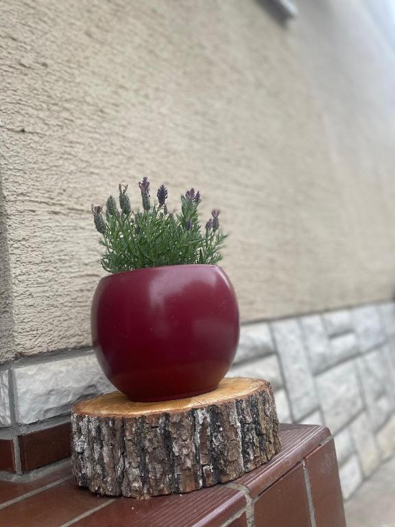 Fotografie z fotogalerie ubytování Apartma Šohen v destinaci Kočevje