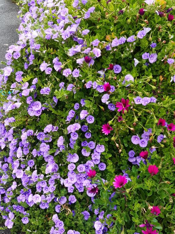 a bunch of purple and pink flowers in a garden at Hôtel Ker-Noyal Quiberon Plage in Quiberon