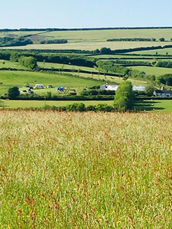 a field of tall grass with cars in the distance at Headgate Farm Camp Site - Pitches Only - Bring your own tent or van in South Molton