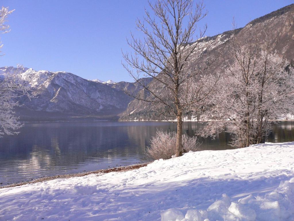 un lac enneigé avec deux arbres et des montagnes dans l'établissement Apartment Cesar, à Bohinj