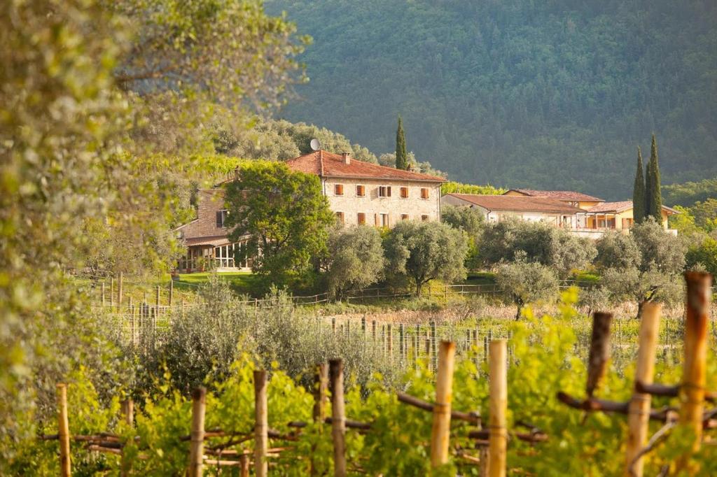 a vineyard with a house and a bunch of trees at Costa degli Ulivi in Fumane