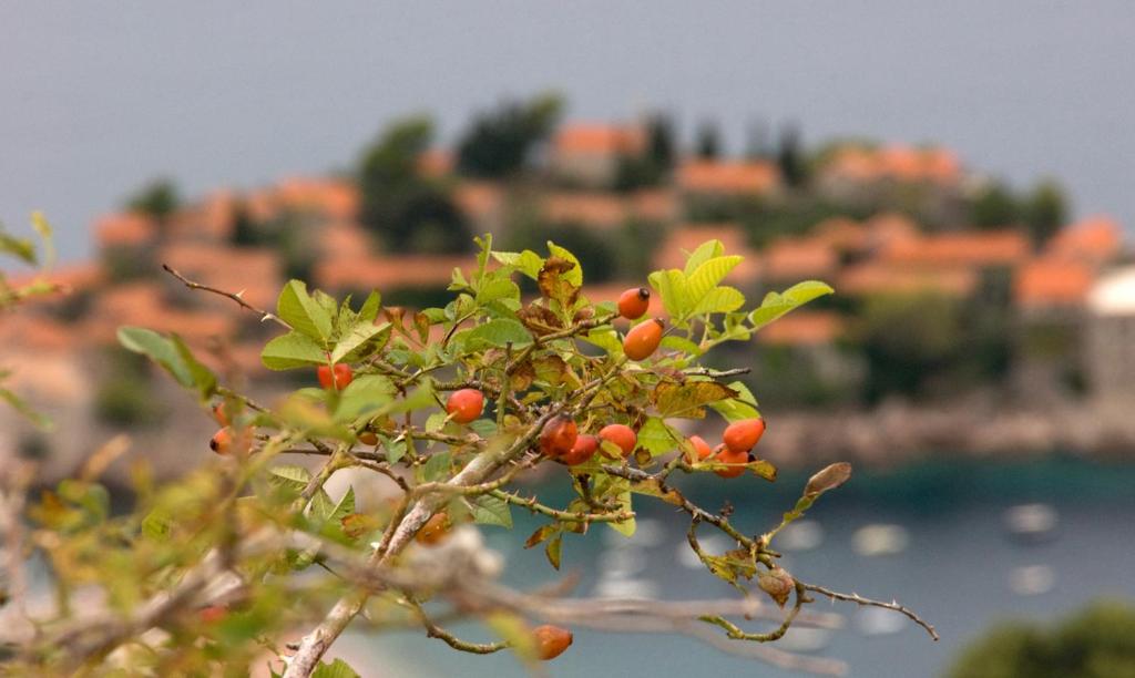 a tree with red berries with a city in the background at Apartments Raymond in Sveti Stefan
