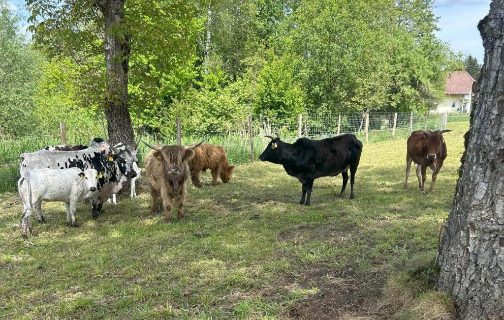 Zvířata v apartmánu nebo okolí