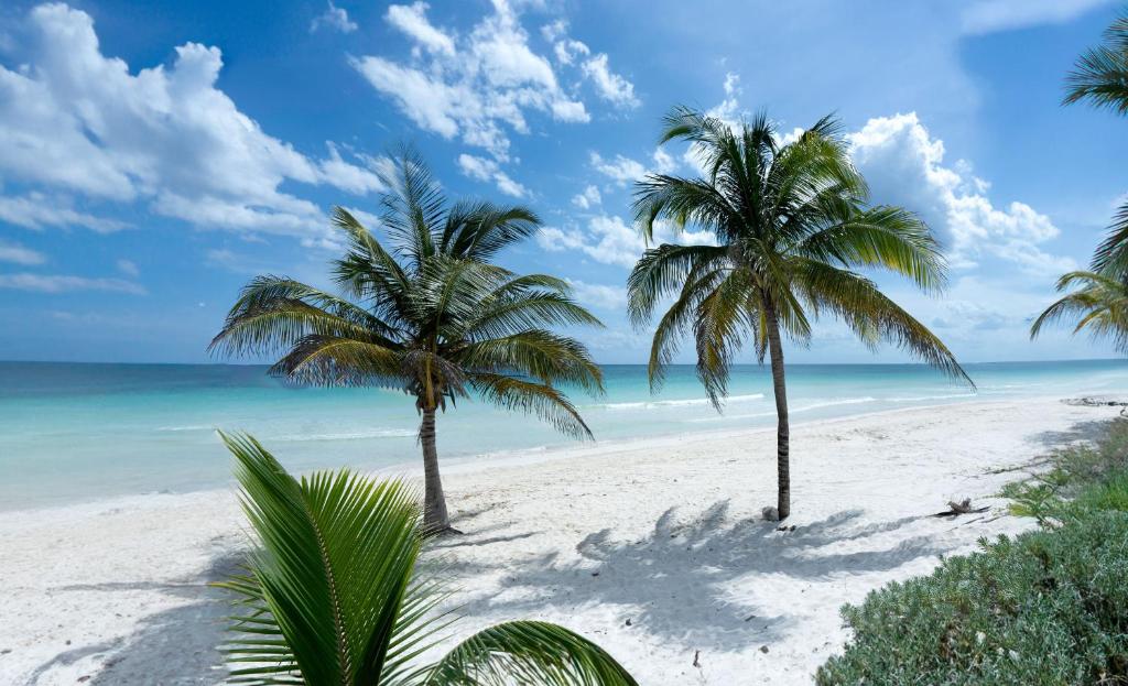 two palm trees on a beach with the ocean at Hotel Poc Na Tulum in Tulum