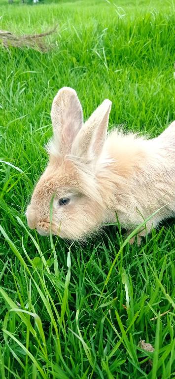 Altri animali domestici presso il campeggio o nei dintorni