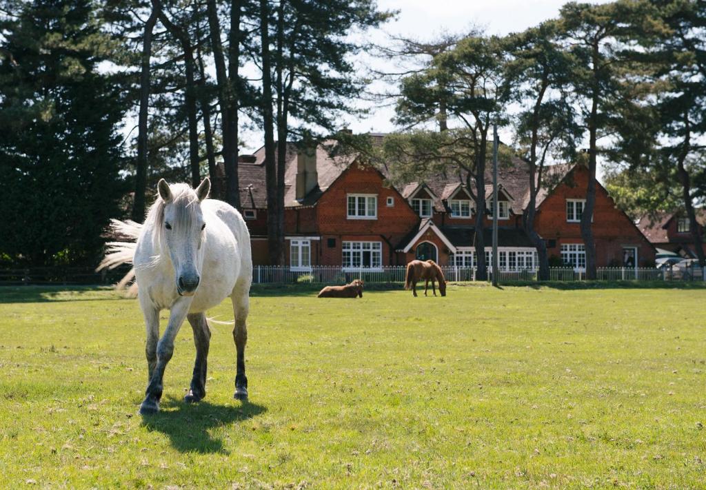 a white horse standing in a grassy field next to a dog at Beaulieu Hotel in Lyndhurst