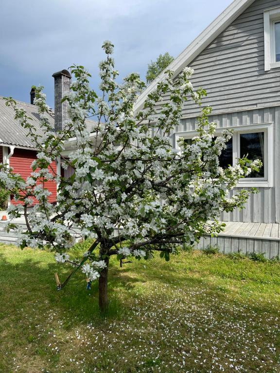 un árbol con flores blancas delante de una casa en Villa Daga en Vidsel
