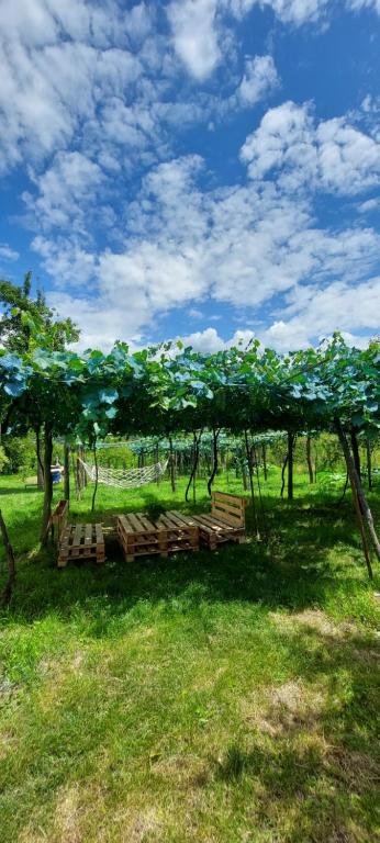 a picnic table under a group of trees in a field at Guesthouse Turo in Ambrolauri