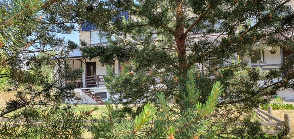 una casa vista a través de las ramas de un árbol en Apartamentas Kurėnas, en Nida