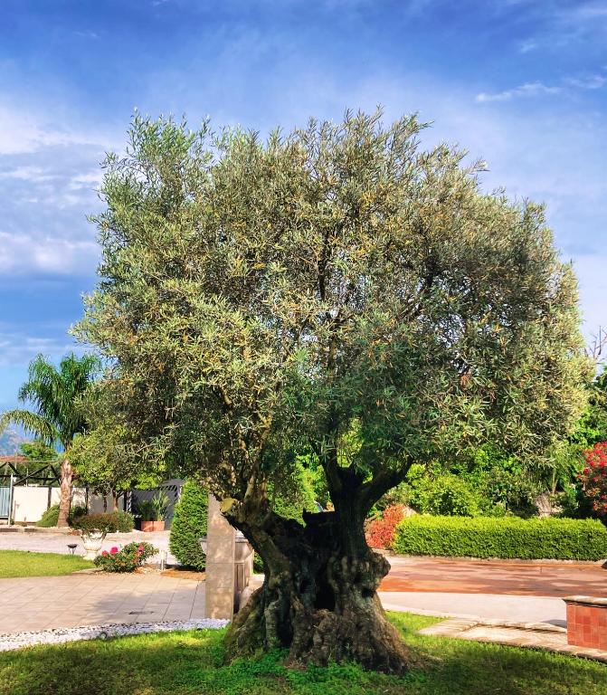 duże drzewo na środku ulicy w obiekcie Hotel Ginevra w mieście Poggiomarino
