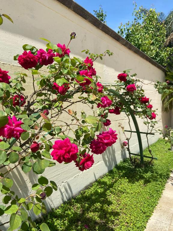 Ogród w obiekcie Hotel Ginevra