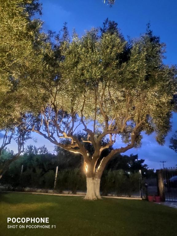 Fotografie z fotogalerie ubytování Olive TreeHouse v destinaci Nea Potidaea