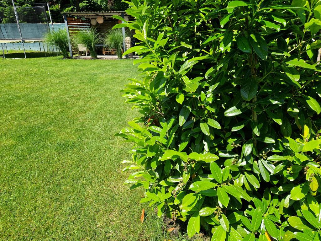 A garden outside AllOne apartman