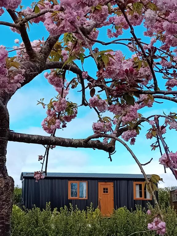 a house framed by a tree with pink flowers at Carlingford Glamping Hut in Rathcor Lower