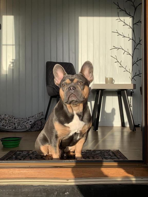 a small dog sitting on a rug in front of a table at Carlingford Glamping Hut in Rathcor Lower