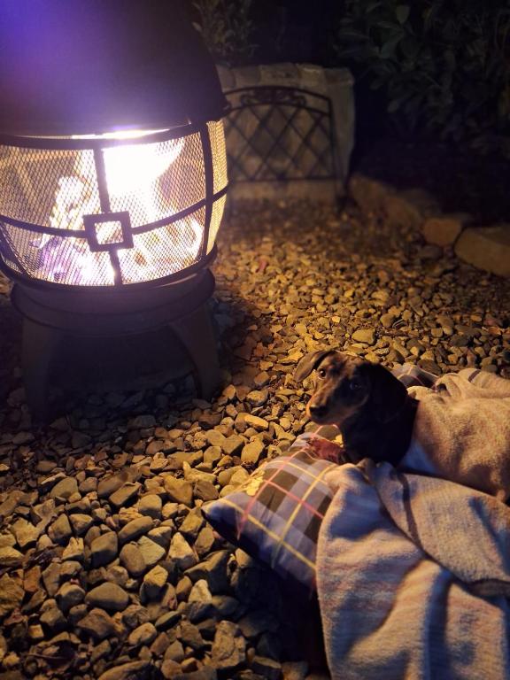 a dog laying on a blanket next to a light at Carlingford Glamping Hut in Rathcor Lower