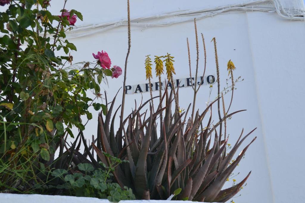 Zahrada ubytování Casa Isabel
