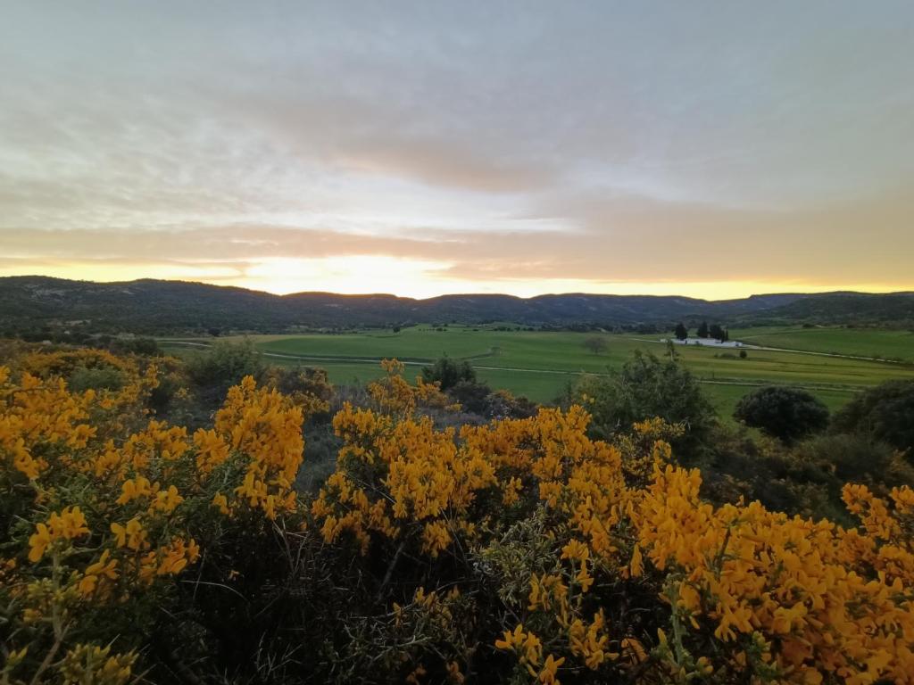 a field of yellow flowers with the sunset in the background at Alojamiento Rural El Cerro in Fresneda de la Sierra