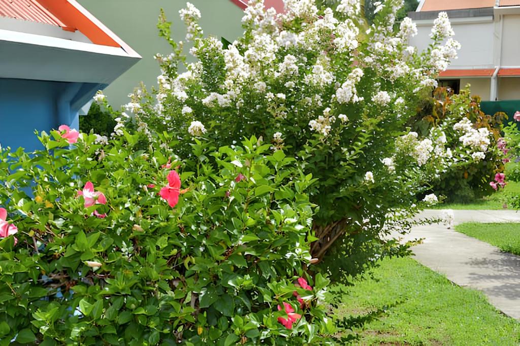 a bush with pink and white flowers in a yard at Maison d'une chambre avec terrasse amenagee et wifi a Les Anses d'Arlet a 1 km de la plage in Les Anses-dʼArlets