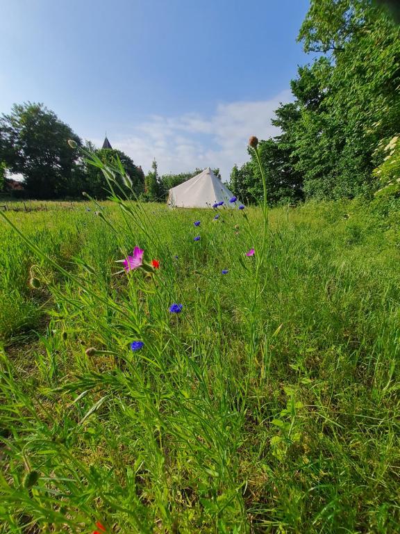 a tent in the middle of a field of grass with flowers at Naturlig Viis in Øster Ulslev