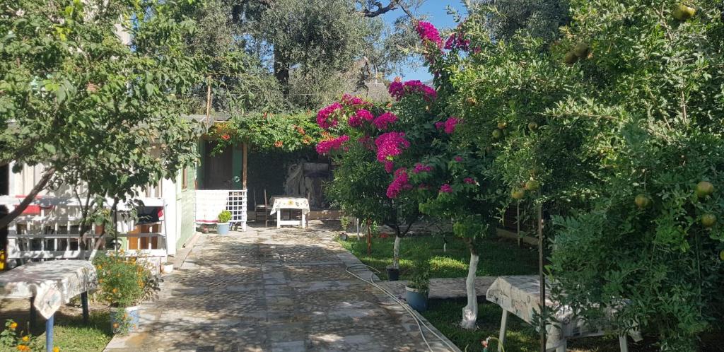 The Olive Grove