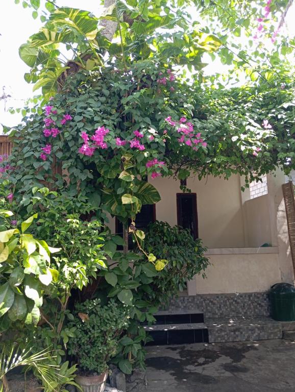 Zahrada ubytování Pedek Homestay