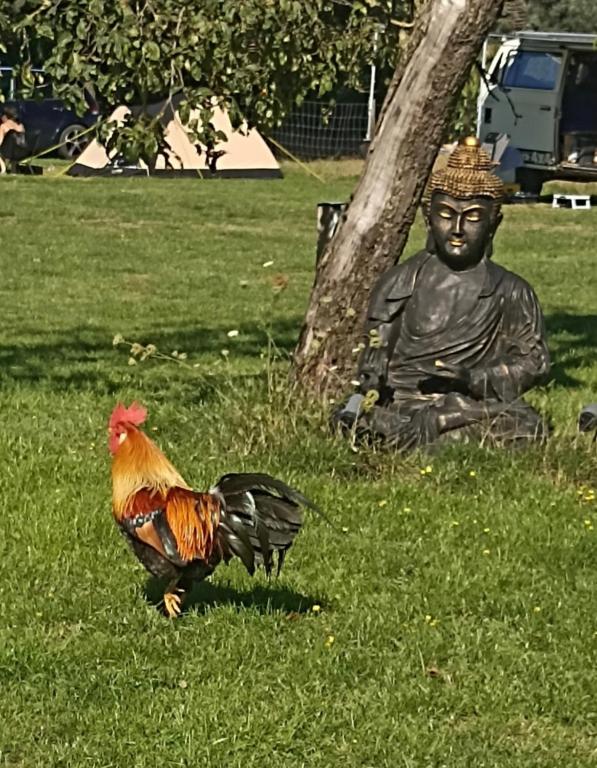 Zvířata v kempu nebo okolí