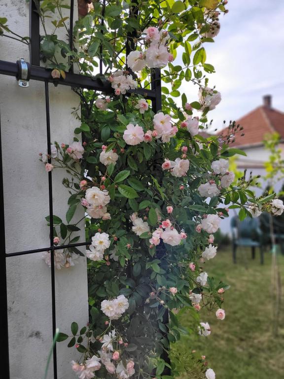 Zahrada ubytování Kisbagoly Vendégház