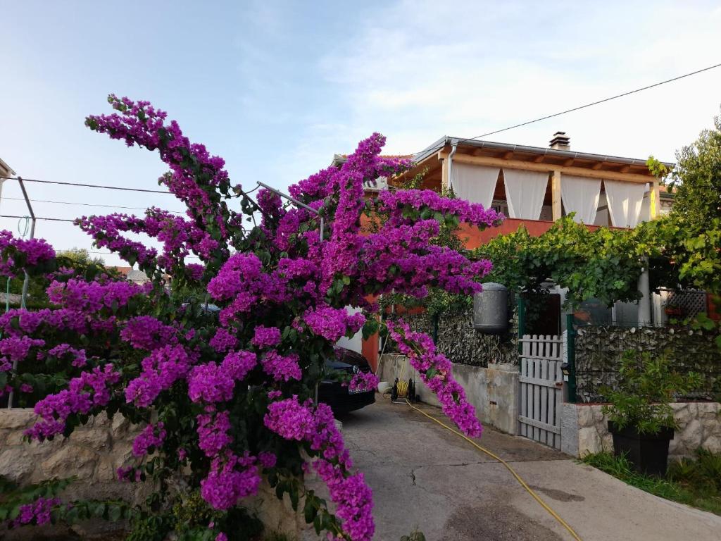 a purple bush with purple flowers in front of a house at Apartment Dubravka in Povljana