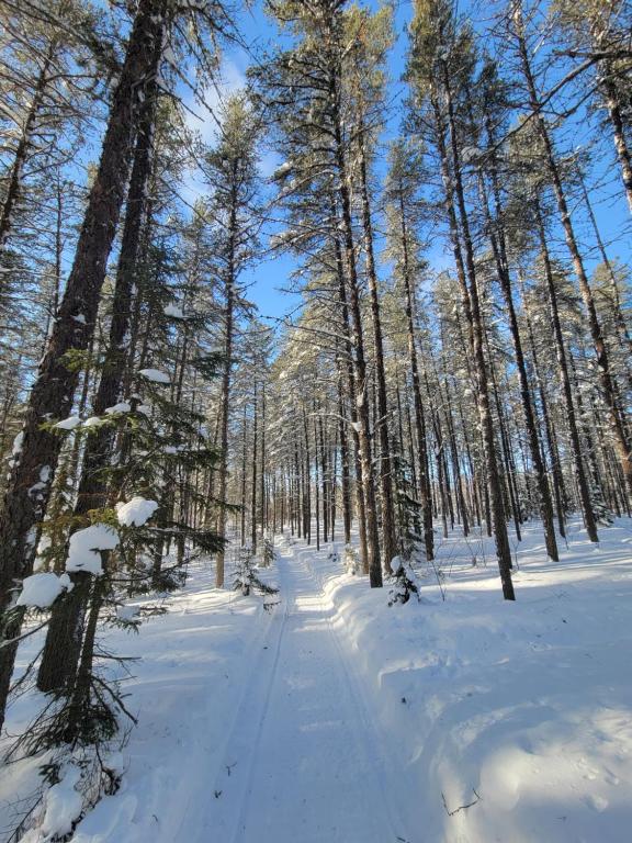 um caminho coberto de neve numa floresta com árvores em La Maison Kelner em Saint Ludger de Milot